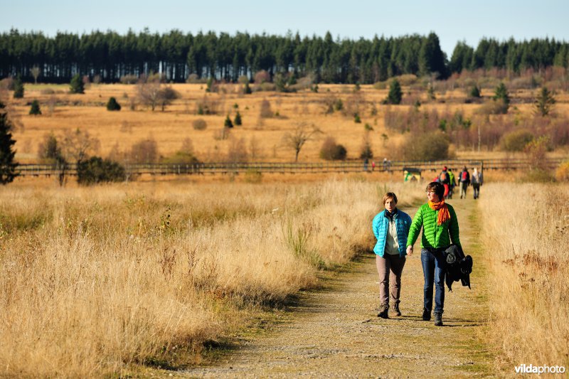Wandelen in de Hoge Venen