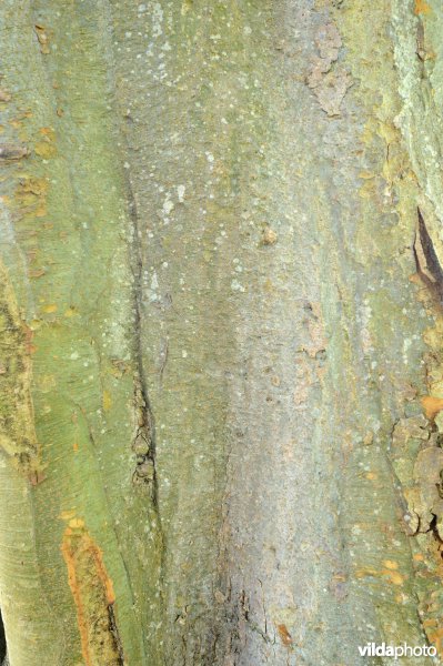 Kaukasische zelkova
