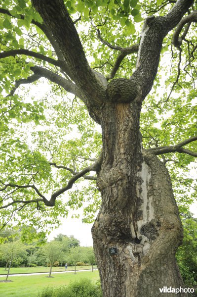 Trompetboom