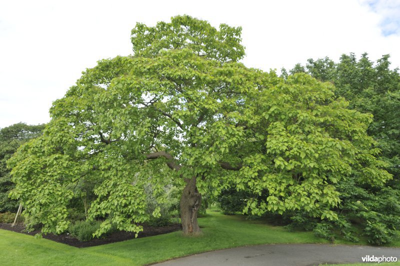Trompetboom