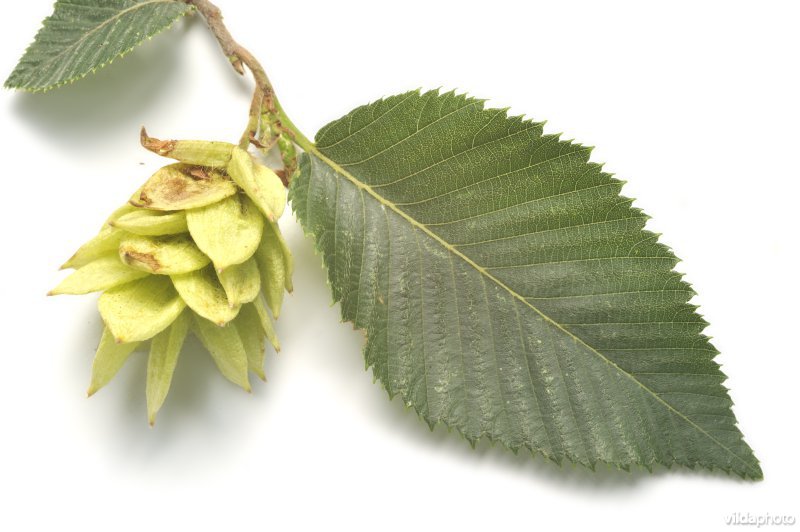Europese hopbeuk