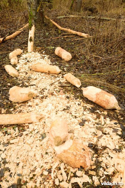 Knaagsporen van Bever