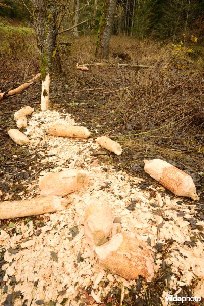 Knaagsporen van Bever