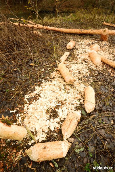 Knaagsporen van Bever