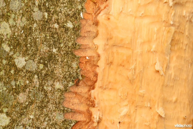 Knaagsporen van Bever