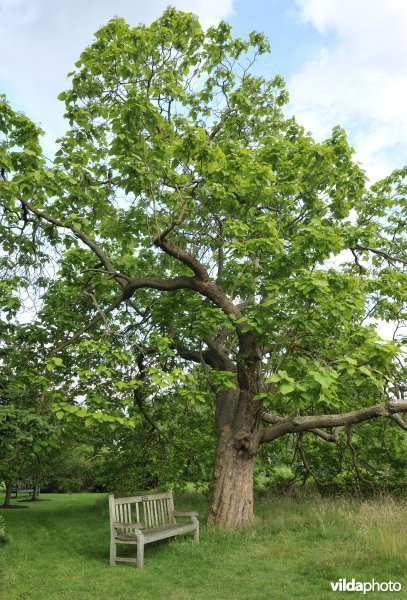 Catalpa