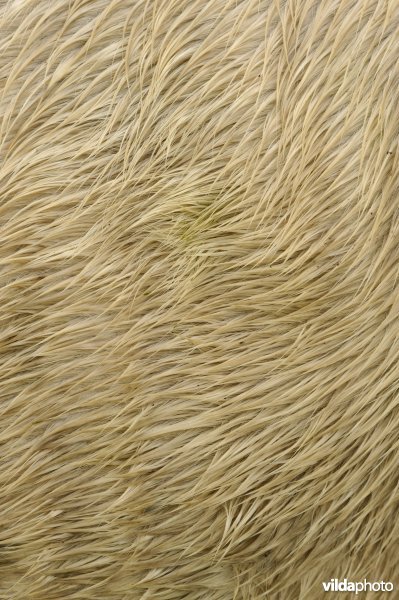 Stukje paard