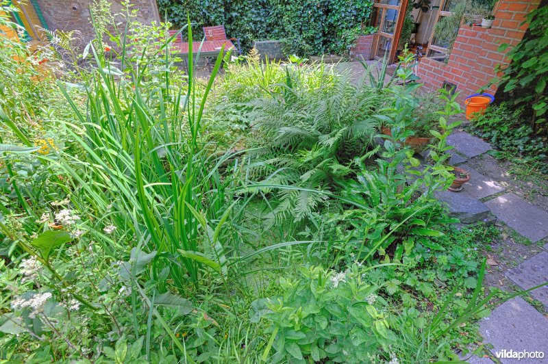Natuurlijke stadstuin