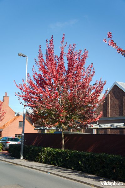 Acer rubrum Scanlon