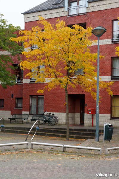 Gleditsia triacanthos Shademaster