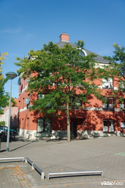 Gleditsia triacanthos Shademaster