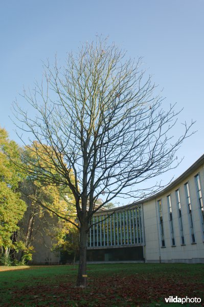 Aesculus pavia discolor