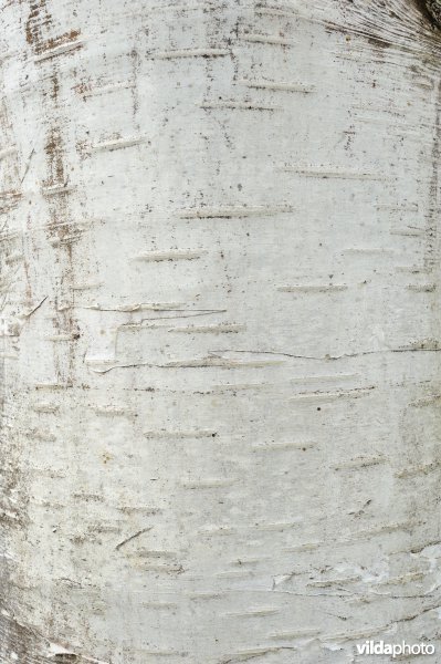 Witte Himalayaberk