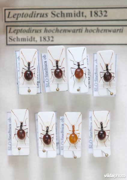 Langnekgrottenkever in collectie