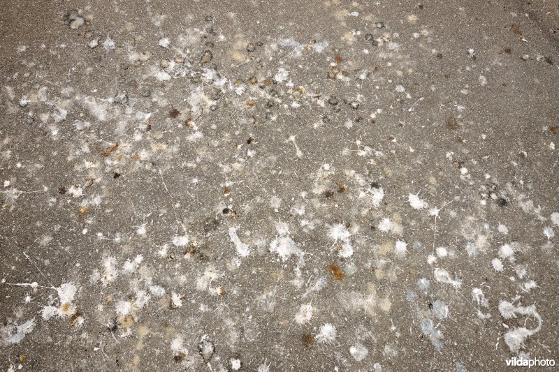 Uitwerpselen van meeuwen