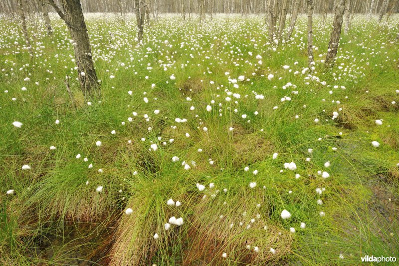 Veenbossen