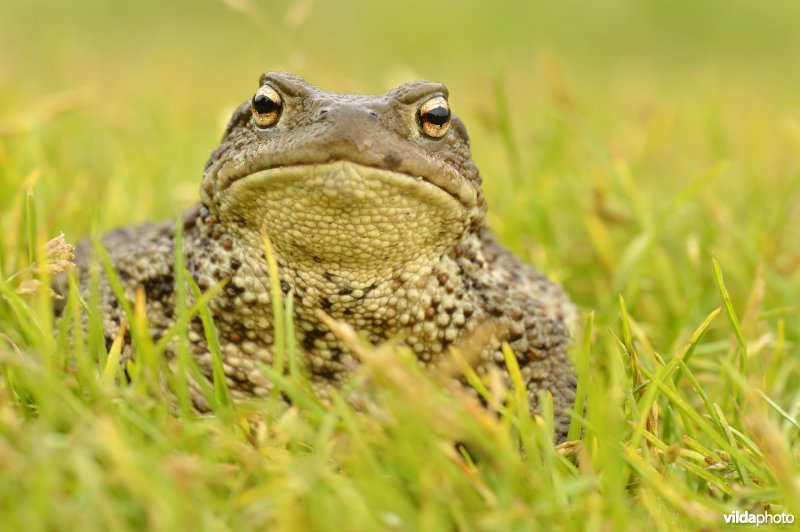 Gewone pad in het gras