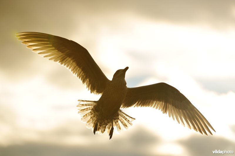 Grote mantelmeeuw in vlucht