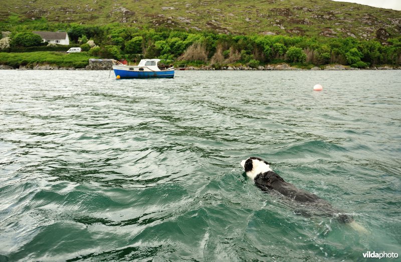 Bordercollie zwemt naar zijn huis