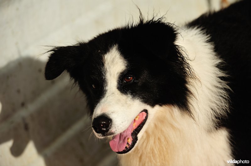 Bordercollie