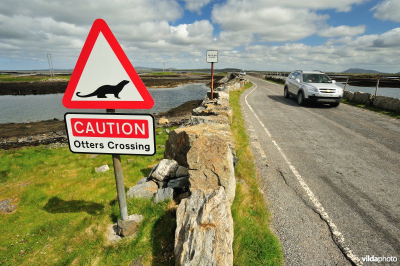 Opgepast overstekende otters