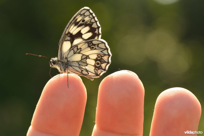 Dambordje op vinger