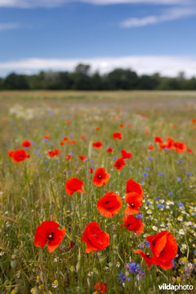 Bloemrijke akker