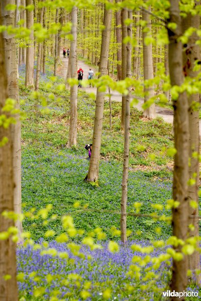 Hallerbos in de lente