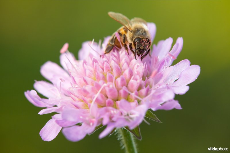 Bijtje op Knautia