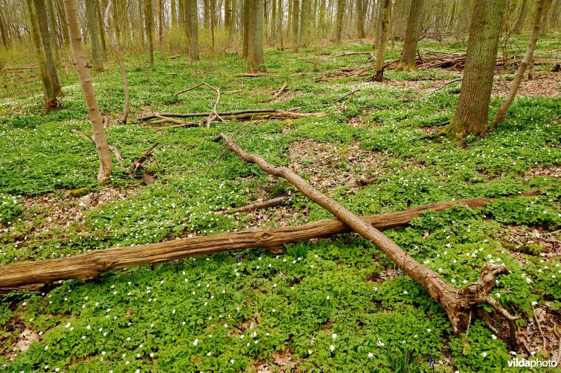 Het Zoniënwoud in de lente