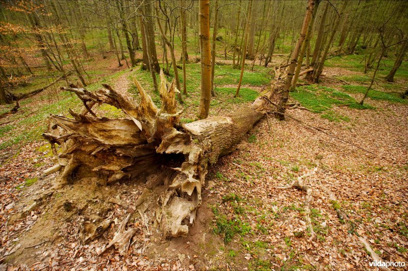 Liggend dood hout