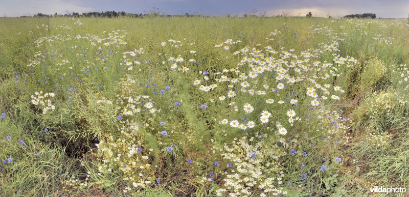 Bloemrijke akkerrand