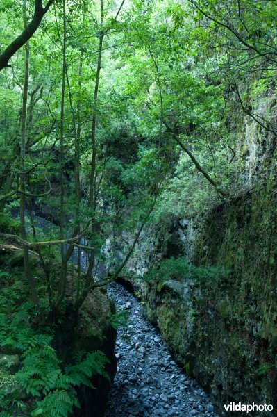 Laurierbos 
