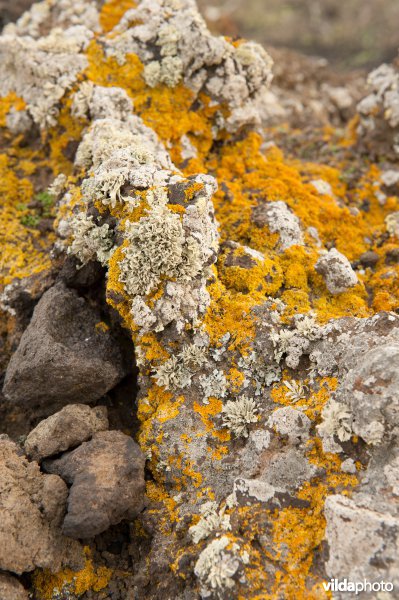 Korstmossen op lava