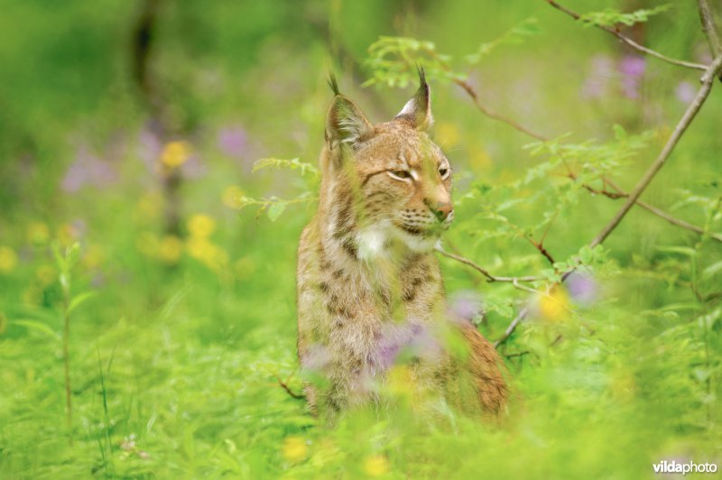 Lynx