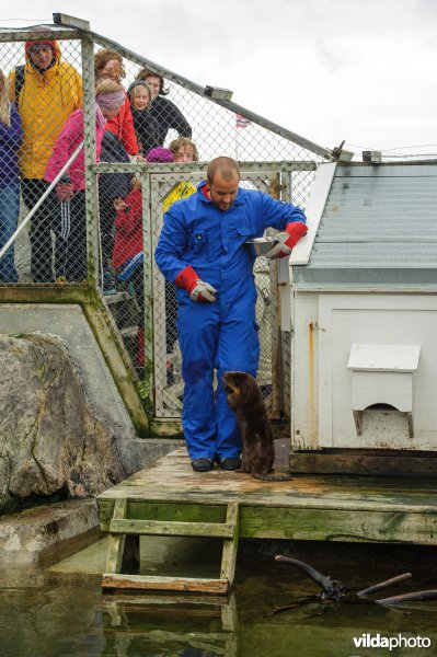 Otter bedelt om vis bij verzorger