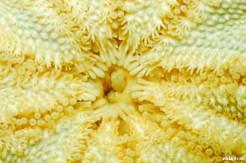 Mondopening van zeester