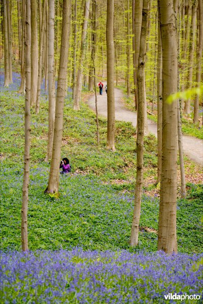 Beukenbossen van het type Asperulo-Fagetum