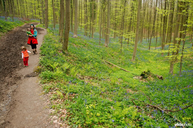 Beukenbossen van het type Asperulo-Fagetum