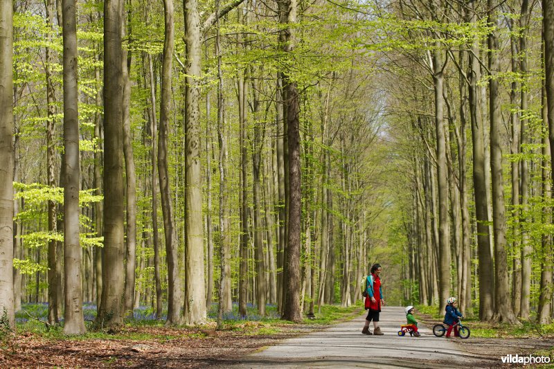 Wandelen in de lente