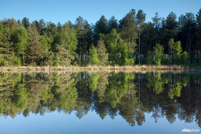 Weerspiegelende bosrand