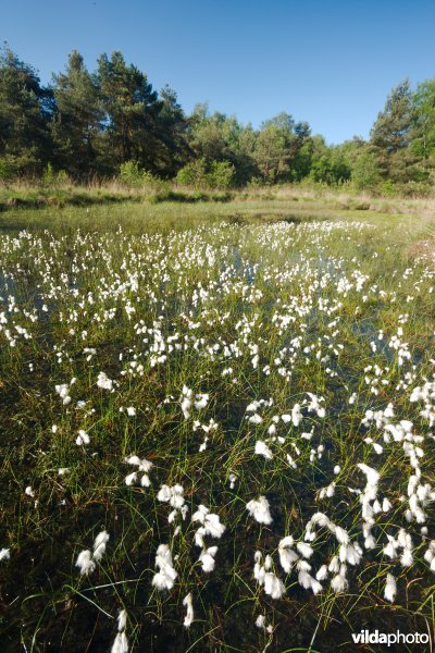 Ven in natte heide