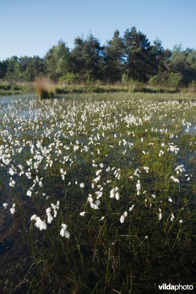 Ven in natte heide