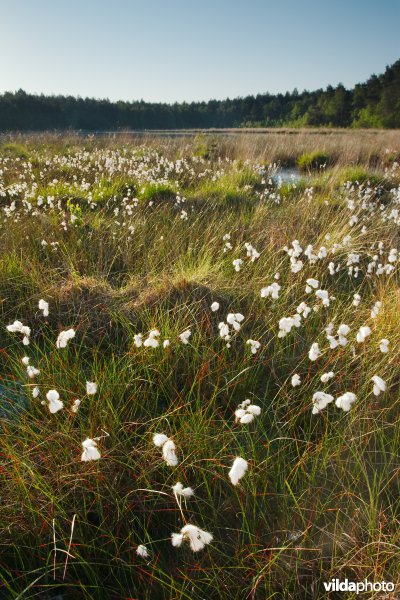 Ven in natte heide