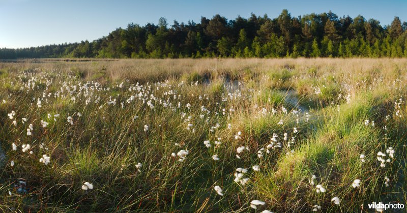 Ven in natte heide