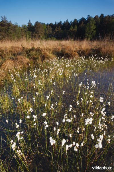 Ven in natte heide
