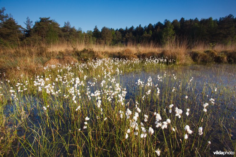 Ven in natte heide