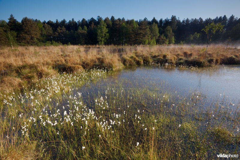 Ven in natte heide