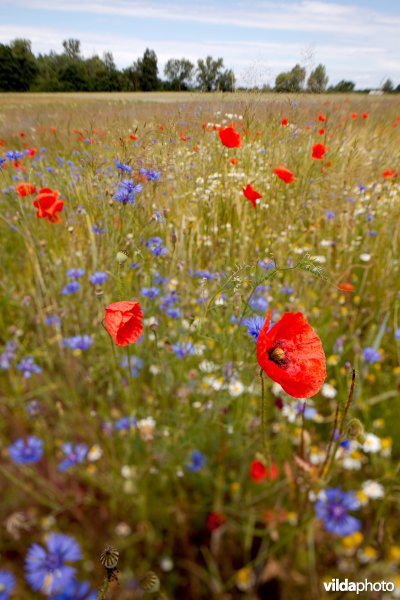 Bloemrijke akker