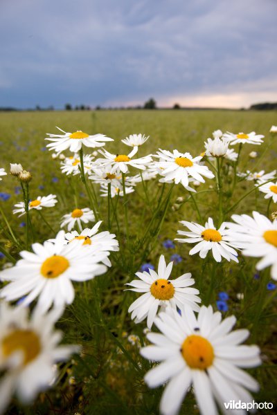 Bloemrijke akker